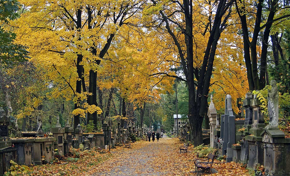 Główna aleja cmentarz rakowcki kraków 